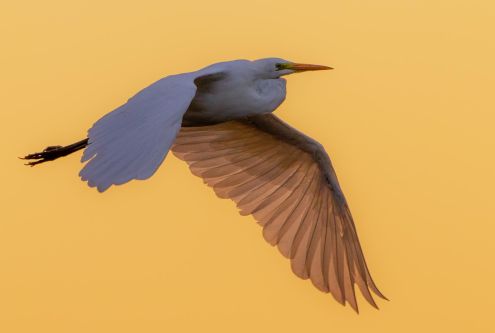 Fotografia przyrodnicza-ptaki - wykład