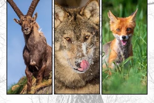 Fotografia przyrodnicza - ssaki - wykład